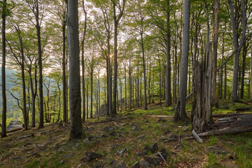 Fototapeta premium Spring Beech Forest with Dead Tree