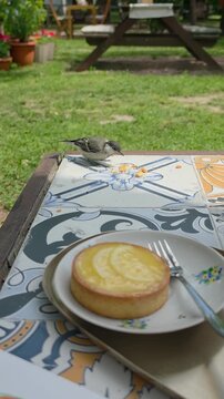 Little tit bird stealing cake crumbs on a cafe terrace table. Cute wild bird eating crumbs next to a lemon tart on patterned tiles, vertical video.