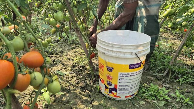 Farmer Handpicking Ripe Tomatoes into Plastic Bucket inside Field