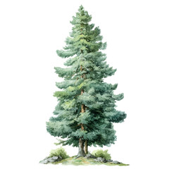Obraz premium Chinese Fir Tree, watercolor clipart vector, isolated on a white background.