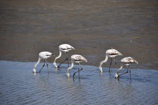 Flamingos at Walvis Bay, Namibia