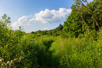Fototapeta premium Narrow overgrown dirt trail winding through lush green grass and dense summer forest under a vibrant blue sky with fluffy white clouds on a sunny day in the countryside