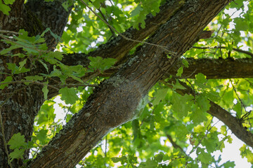 Fototapeta premium Colony of Oak Processionary Caterpillars in Silken Web on Oak Tree