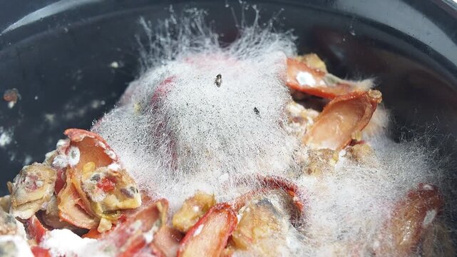 Extreme close-up of rotten food covered in white fuzzy mold and small black insects in a black container, showcasing decomposition