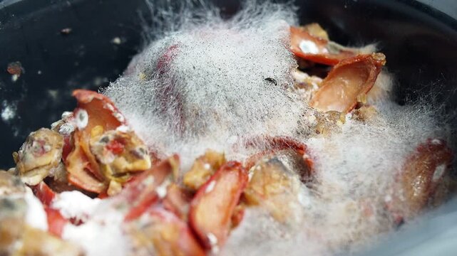 Close-up of Rotten Food Scraps Covered in White and Black Mold with a Small Fly