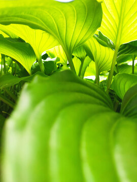 Close up of vibrant green hosta leaves growing in a garden. Decorative foliage plant with large textured leaves, natural patterns, and rich green color. Botanical background featuring ornamental veget