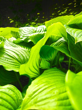 Close up of vibrant green hosta leaves growing in a garden. Decorative foliage plant with large textured leaves, natural patterns, and rich green color. Botanical background featuring ornamental veget