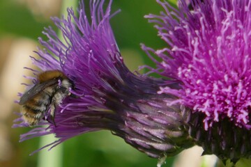 Abeille qui butine une fleur  © Didier Sibourg