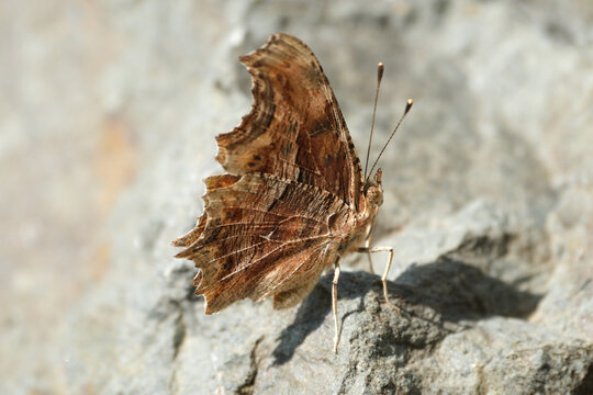 Southern Comma butterfly resting on the rock. Polygonia egea