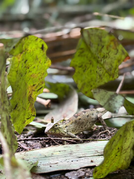 Oriental garden lizard on a dried leaf