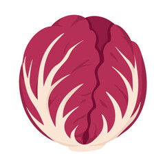 Obraz premium Cute flat radicchio with cream leaves, isolated vegetable clipart for healthy food design.