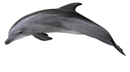 Gray dolphin swimming with fin up © Alex