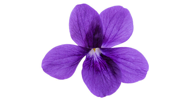 Purple violet flower with five petals and yellow center