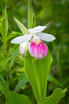 Wild Pink and White Showy Lady Slipper Orchids Blooming in Itasca County in Northern Minnesota is the Minnesota State Flower