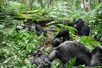 Fototapeta premium critically endangered Eastern gorilla subspecies (Gorilla beringei beringei). encounter in impenetrable rainforest bwindi natural park