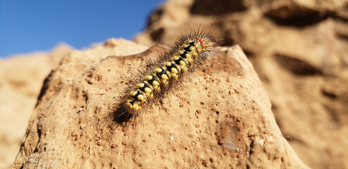 Hairy yellow and black caterpillar crawling on a rock close up caterpillar on the ground © mawahibetilouguite