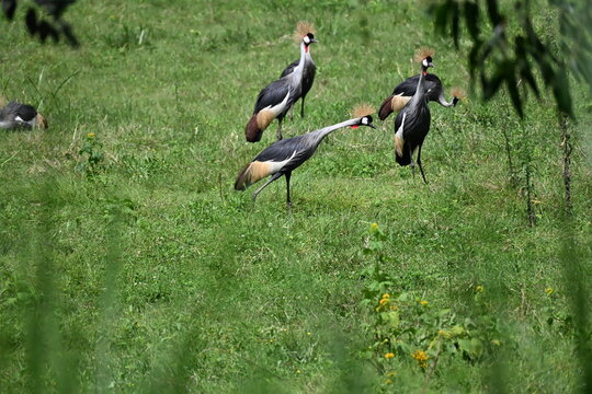 The grey crowned crane Balearica regulorum large crane species native to Sub-Saharan Africa. It occurs mainly in dry savannah, although it nests in somewhat wetter habitats, and can also be found in m