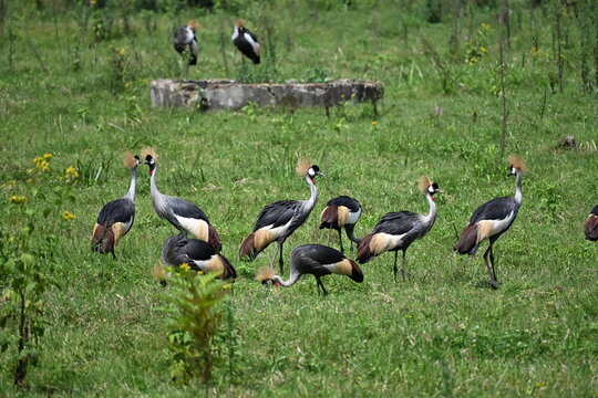 The grey crowned crane Balearica regulorum large crane species native to Sub-Saharan Africa. It occurs mainly in dry savannah, although it nests in somewhat wetter habitats, and can also be found in m