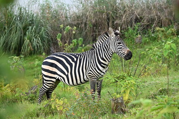 Obraz premium Grant's zebra, plains zebra (Equus quagga, formerly Equus burchellii) is the most common and geographically widespread species of zebra. Its range is fragmented, but spans much of southern and eastern