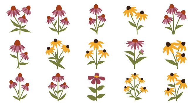 Flat Vector Echinacea Coneflower Collection