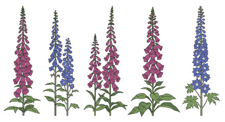 Botanical Foxglove and Larkspur Flower Vector Set © NafiCraft