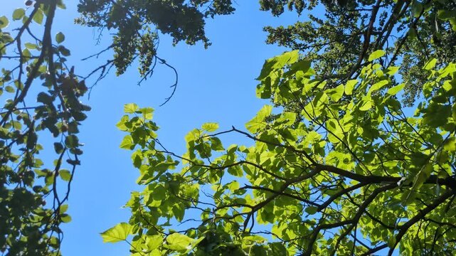 Video vom Blick durch gr&uuml;ne Baumkronen in den blauen Sommerhimmel