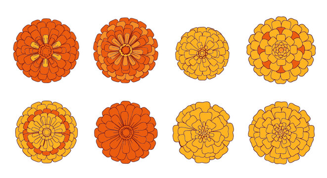 Orange Marigold Flower Heads Flat Vector Illustration