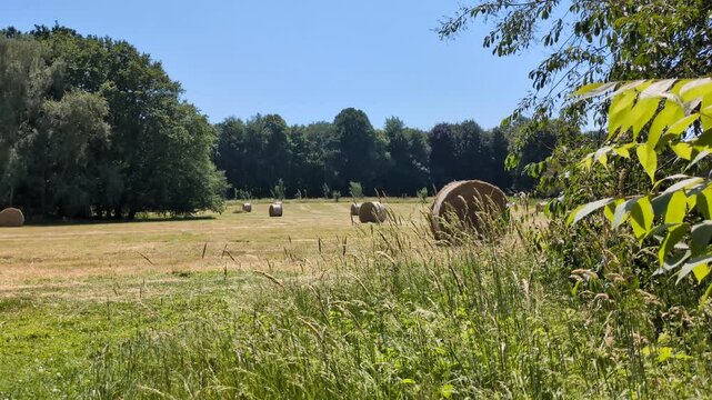 Video von der sommerlichen Heuernte auf einer idyllischen Waldlichtung unter blauem Himmel bei leichtem Wind