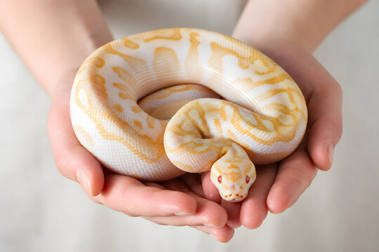 Albino Ball Python Resting in Gentle Cupped Hands
