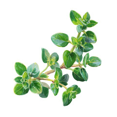 Fototapeta premium Garden Thyme, watercolor drawing vector, isolated on a white background.