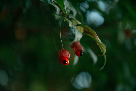 Euonymus Fruits with Bright Red Seeds in Natural Garden