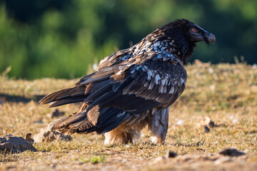 Fototapeta premium Full-body portrait of a majestic Bearded Vulture (Gypaetus barbatus) perched on the ground