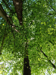 Fototapeta premium Low angle view looking up into dense green tree canopy in a summer forest. Bright sunlight filtering through fresh leaves, branches, and tall trunks creating a peaceful natural background.