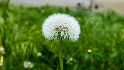 close up of fluffy white dandelion on green background © irenka