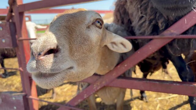 young ram stuck its head through the fence of a farming enterprise