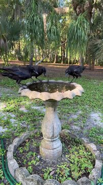 Three Crows Flying to Birdbath to Eat Peanuts