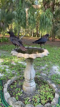 Two Crows Taking Flight from Birdbath