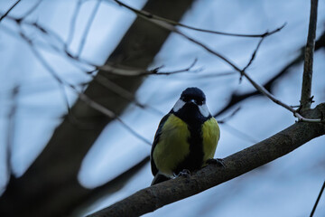 Great Tit (Parus major) perched on a branch © Jhony