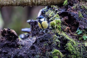 Great Tit (Parus major) perched on a mossy, decaying log © Jhony