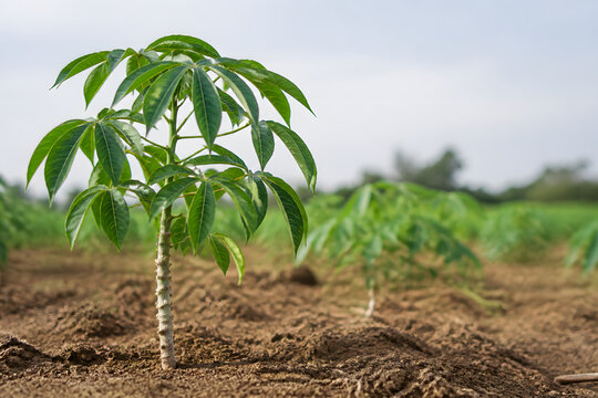 Mature cassava plant in cultivated field closeup