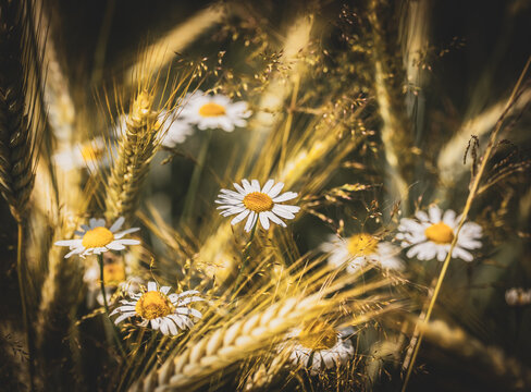 Kamillenbl&uuml;ten zwischen Getreide&auml;hren