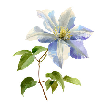 Clematis Flower, watercolor vector, isolated on a white background.