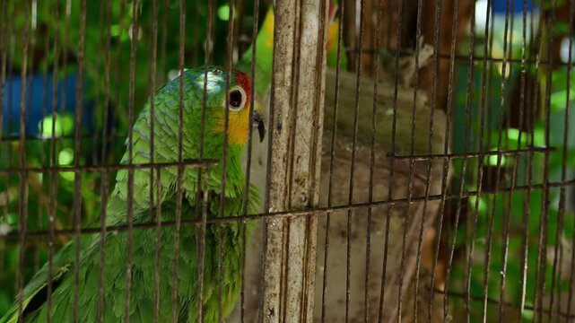 pair of orange-fronted parrots in a cage