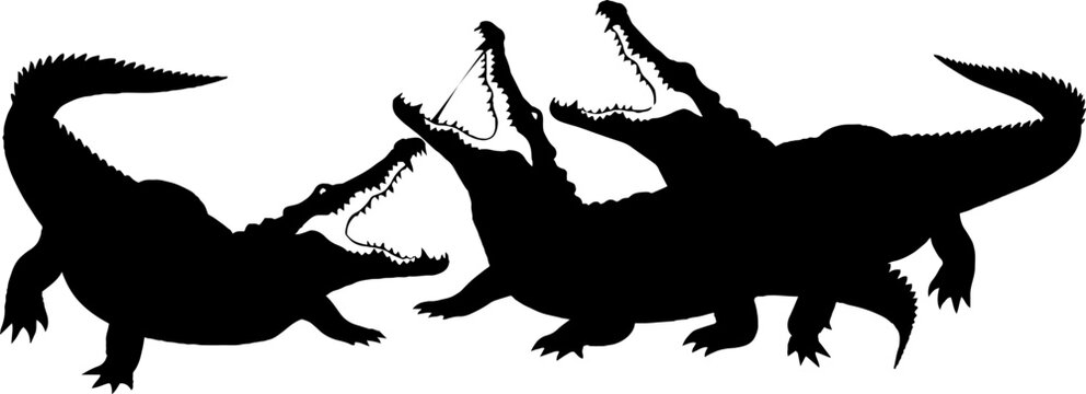 Two aggressive crocodiles with open jaws facing each other.