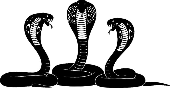 Three venomous cobras with hoods raised in unison.