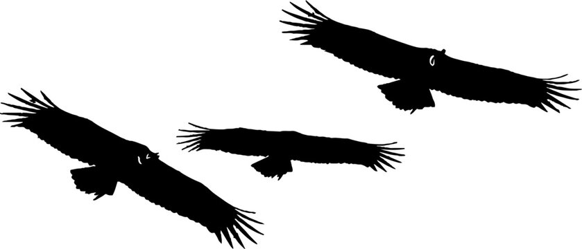 Three black vultures soaring in flight formation.