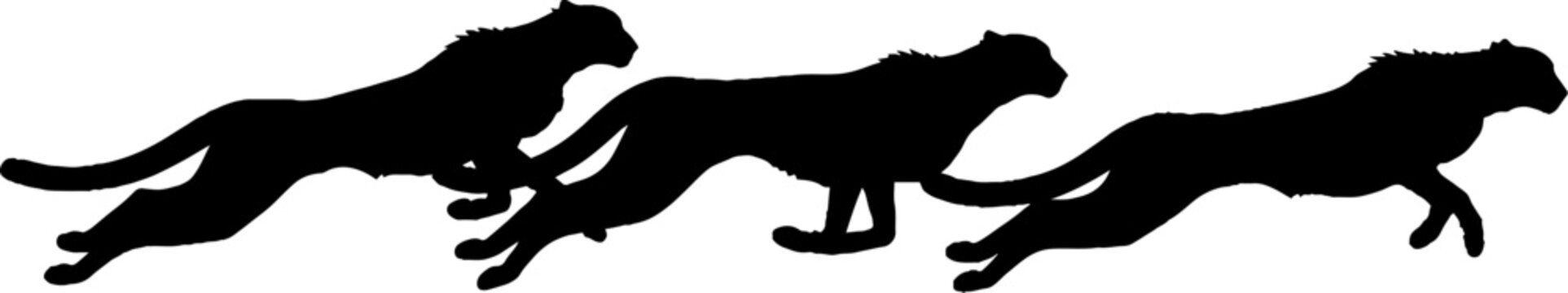 Silhouettes of Running Cheetahs in Motion.