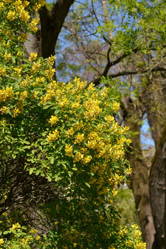 Dalmatian laburnum shrub with yellow flowers - Latin name - Petteria ramentacea