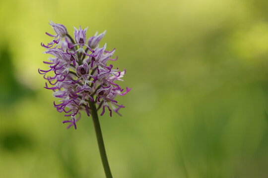 una orchis simia in primavera al tramonto
