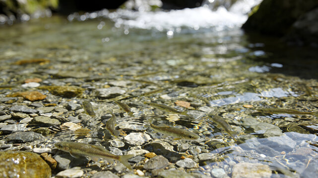 Small translucent fish swimming in clear shallow stream over pebbles